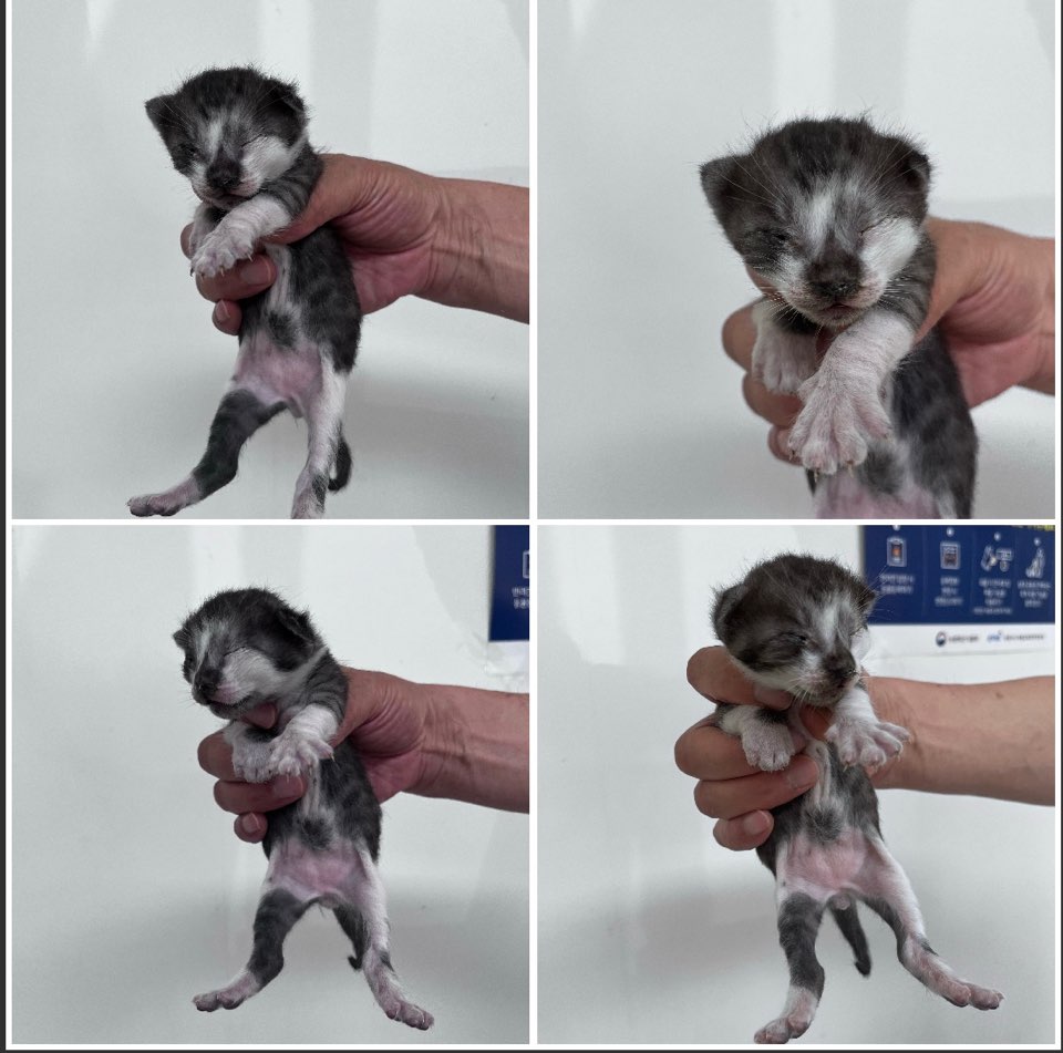 천안시유기동물보호소_444449202301081